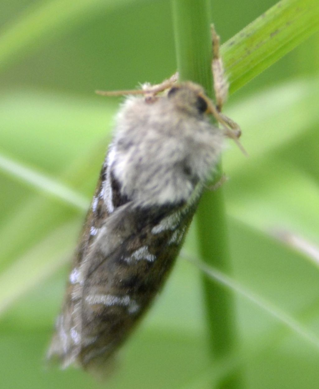 Hepialidae?